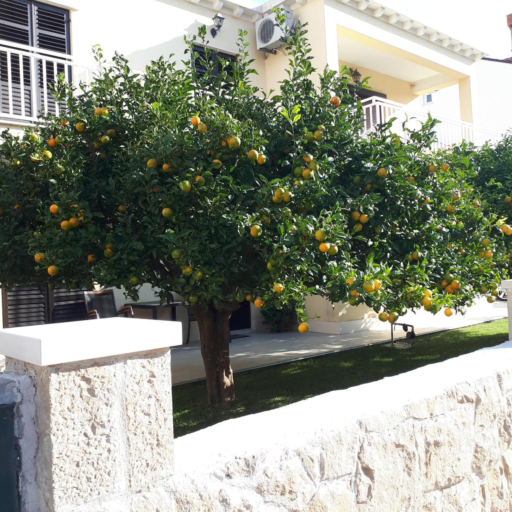 Antares Apartments Cavtat Eksteriør bilde